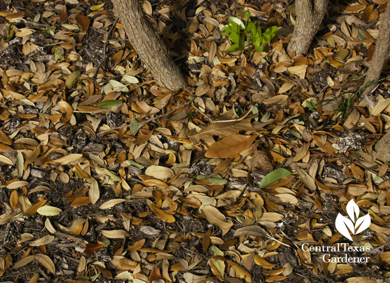 mulch over oak leaves