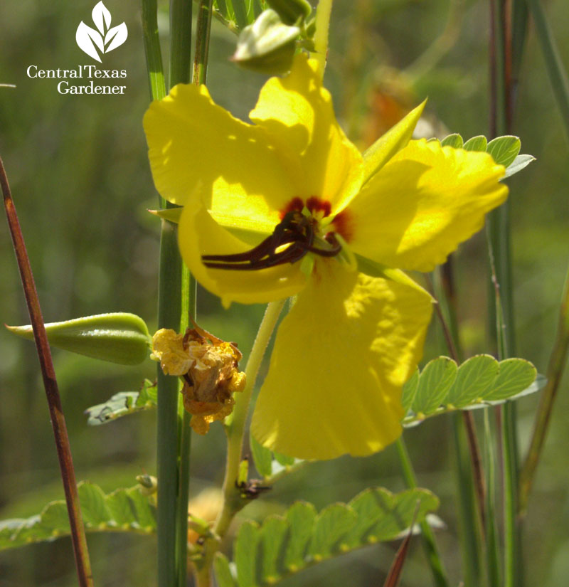 Partridge pea