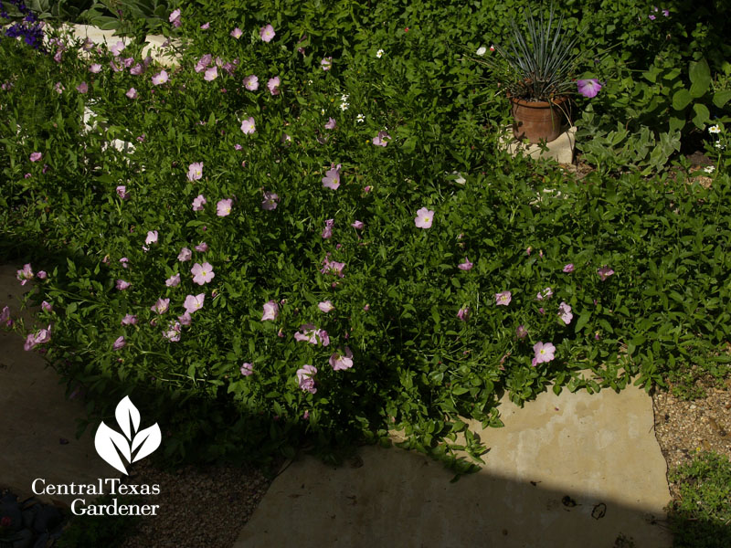 pink evening primrose on path pink evening primrose on path