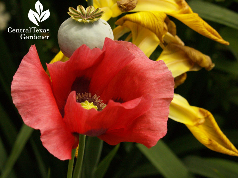 corn poppy, seedhead, spuria iris 