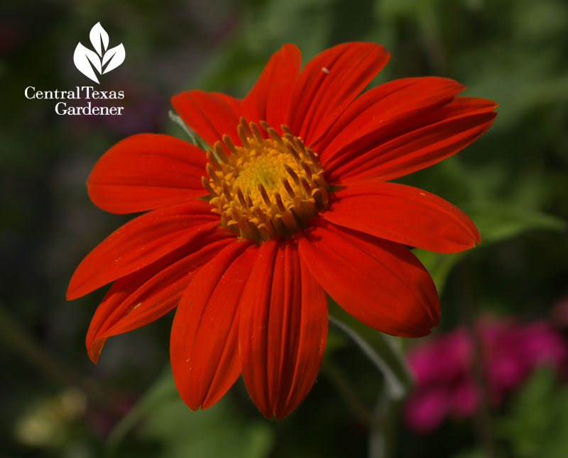 Mexican tithonia 