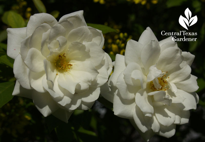 Iceberg rose Austin 