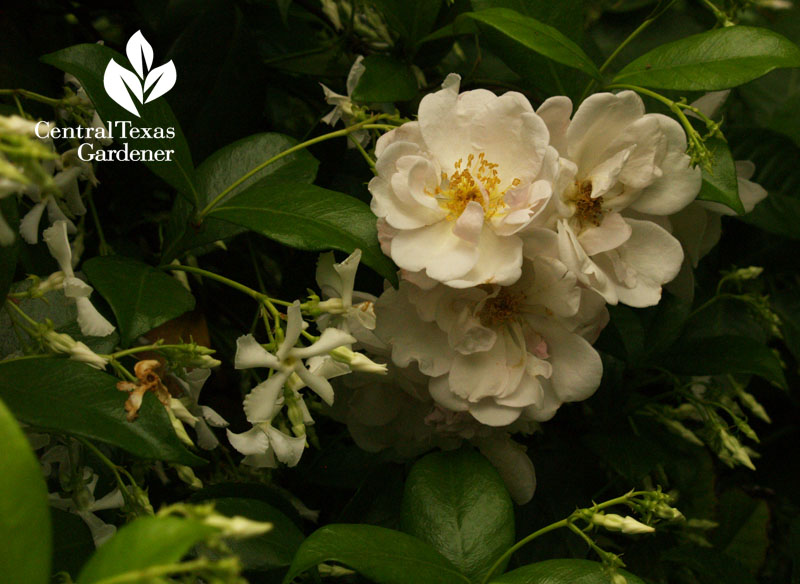 rose marie pavie and star jasimine flower fragrance