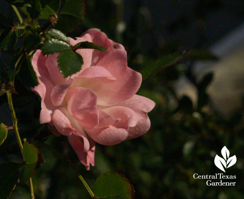 Rose Petal Beads  Central Texas Gardener