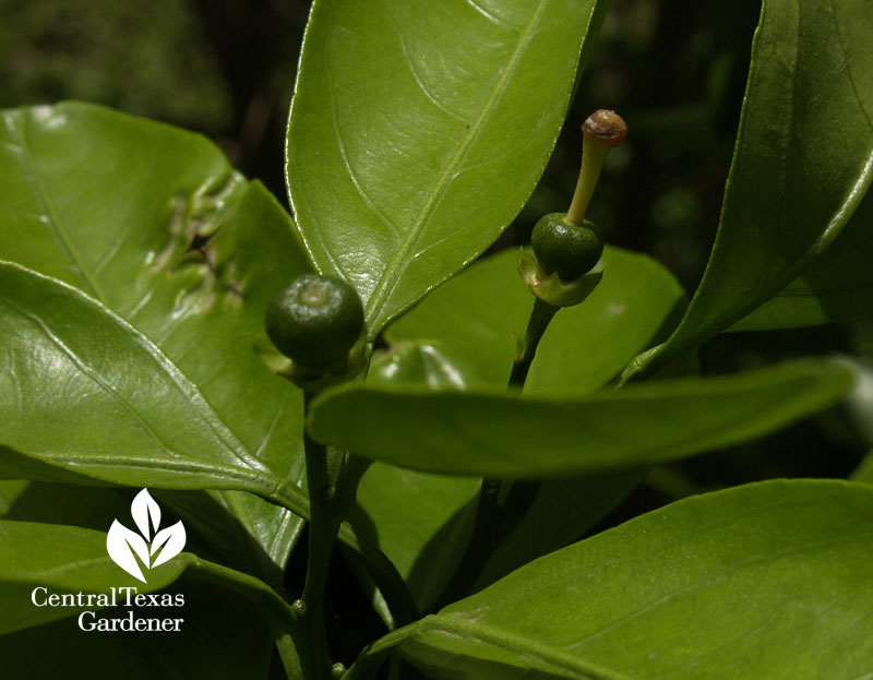 satsuma orange new fruits