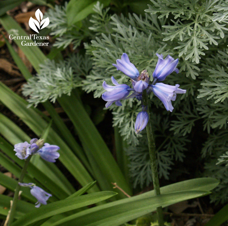 spanish bluebells central texas gardener 