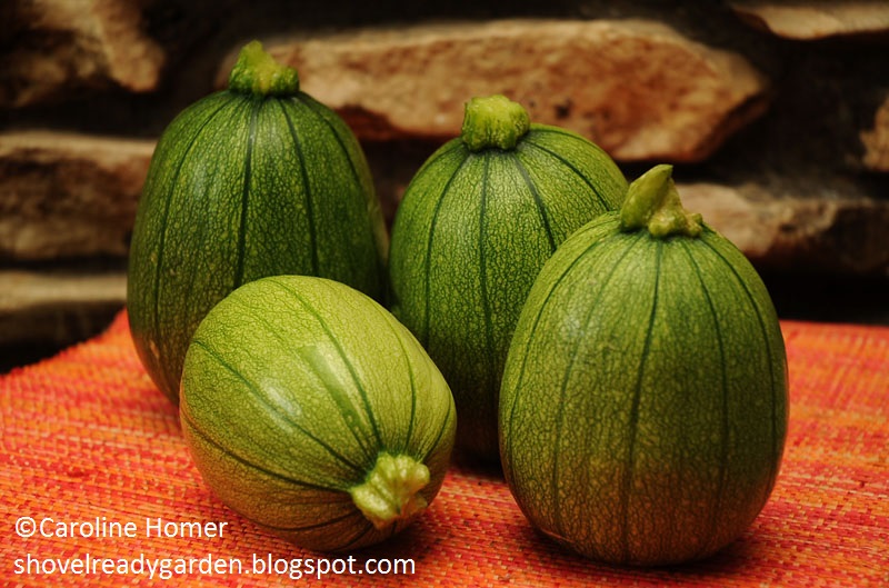 Tatume squash The Shovel-Ready Garden