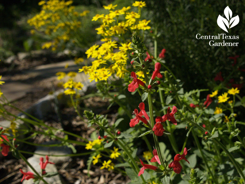 texas betony and packera obovata wildlife plants