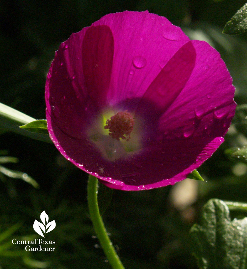 winecup central texas gardener 