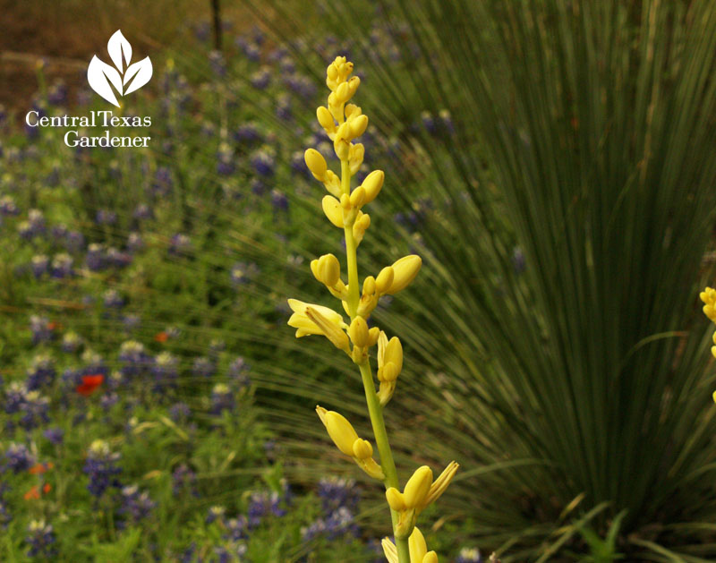 yellow hesperaloe, bluebonnets, sotol in Temple Texas 