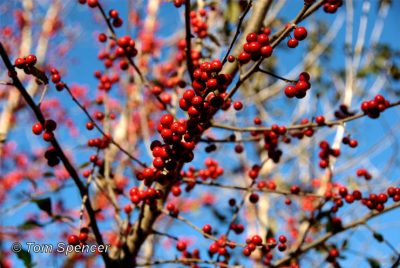 Possumhaw Holly