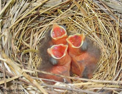 baby cardinals in hanging basket picture by Susan Brock