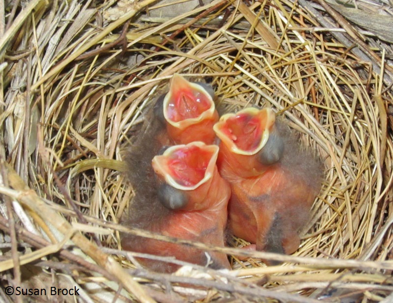 baby cardinals in hanging basket picture by Susan Brock 