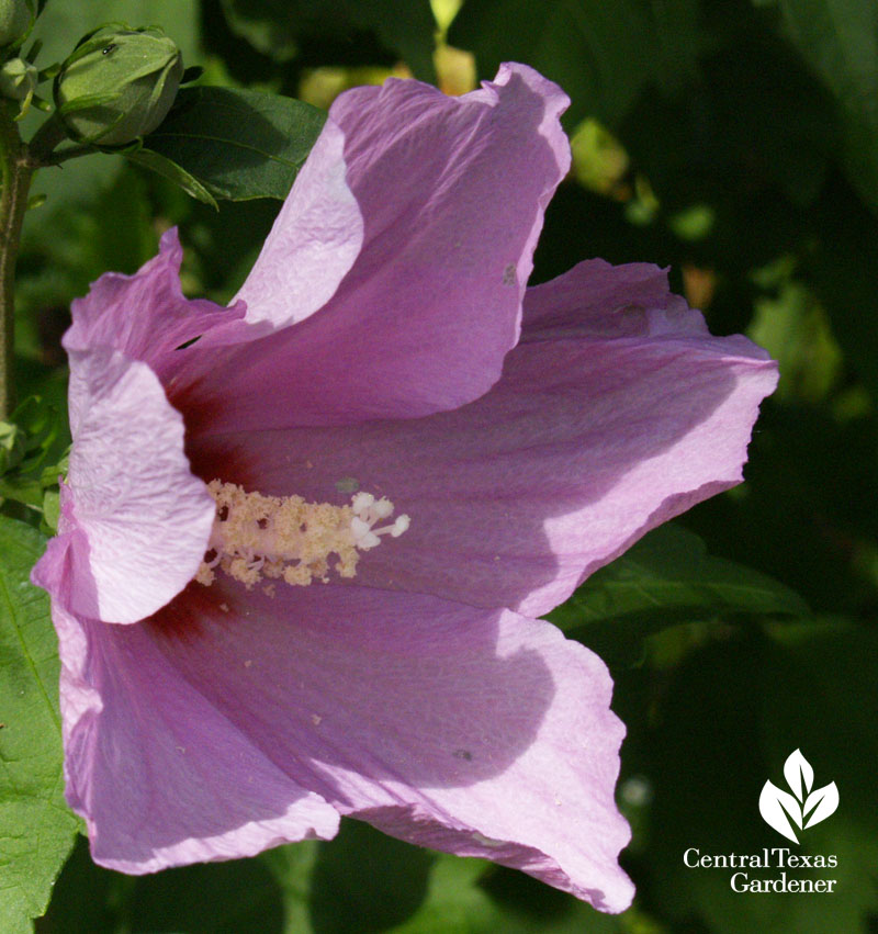 pink althea flower