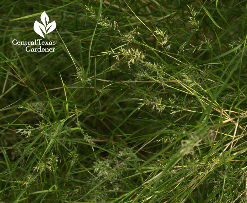 bamboo muhly Muhlenbergia dumosa seed heads