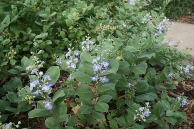 beach vitex plant