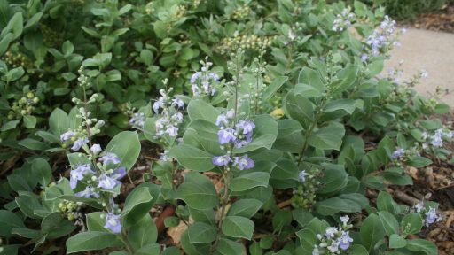 beach vitex plant