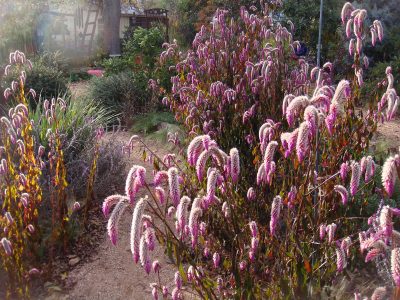 Celosia Spictata ‘Flamingo Feather’