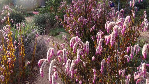 POW - Celosia Leveridge