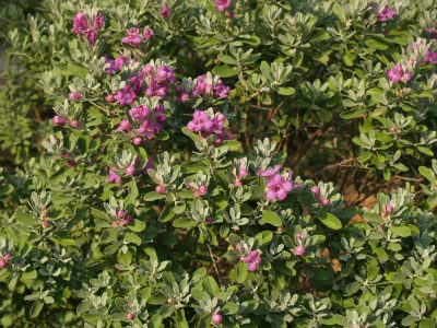 Cenizo (Texas Sage)