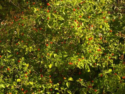 Chile Pequin and Chiltepin