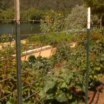 cucumber growing