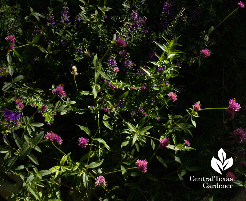 'Fireworks' globe amaranth and Duranta