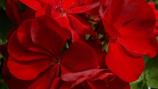 geranium calliope red