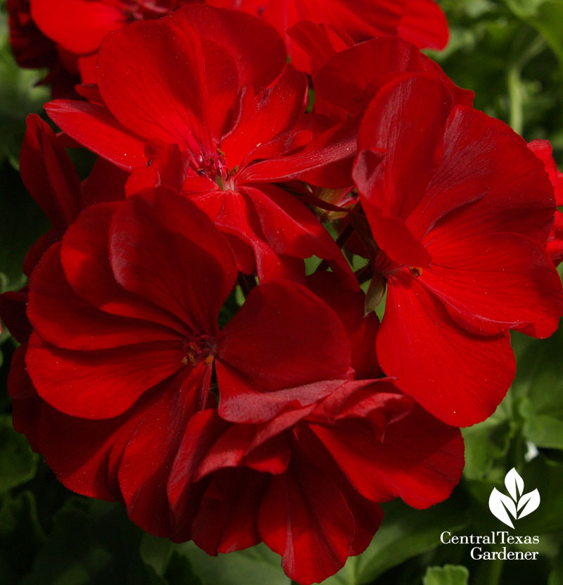 geranium calliope red