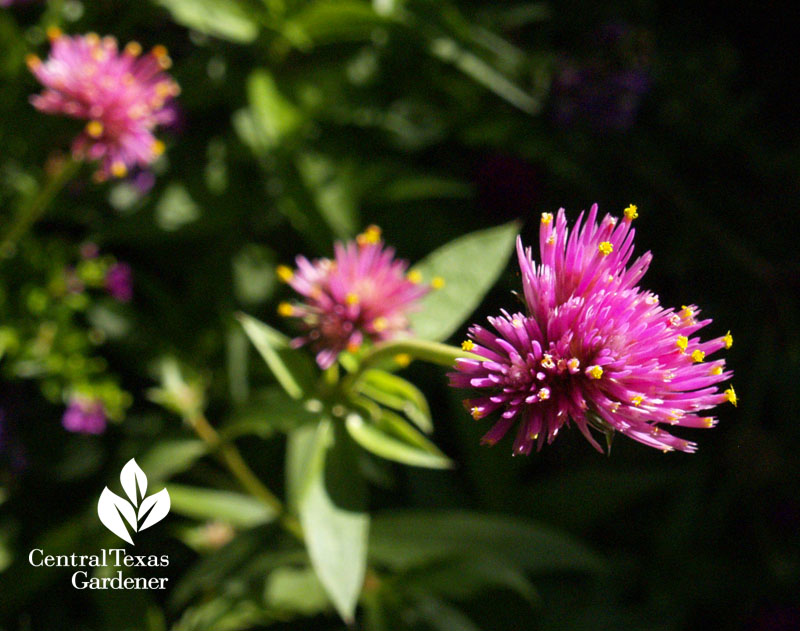 'Fireworks' globe amaranth 