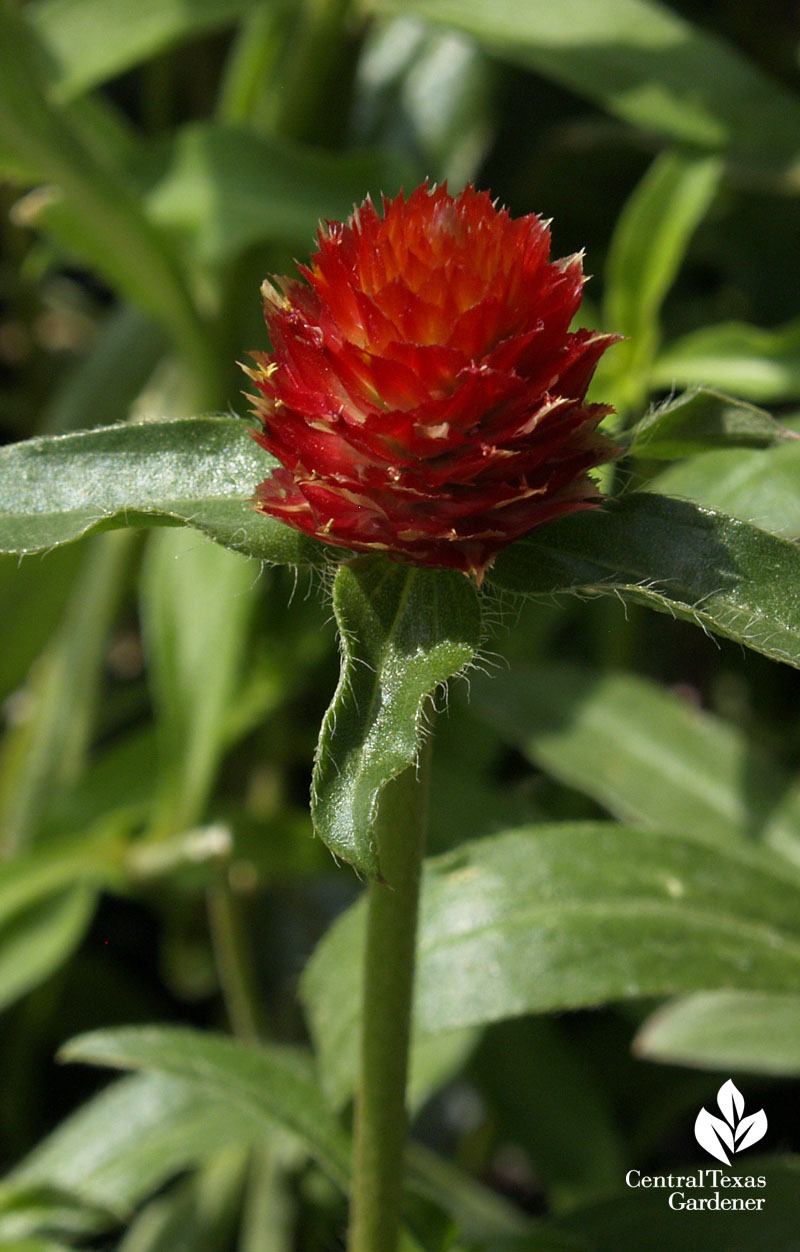 Orange globe amaranth