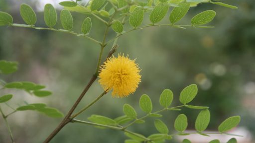 POW Goldenball Lead Tree