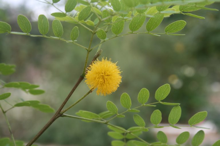 Goldenball Lead Tree Central Texas Gardener