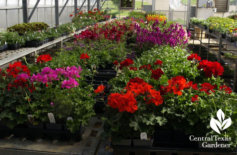 Texas Superstar plants greenhouse Texas A&M Extension