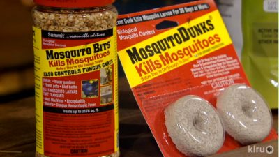 kill mosquitos