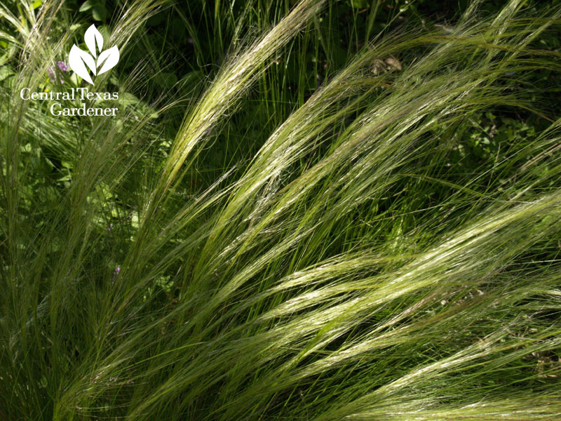 mexican feathergrass Nassella tenuissima mexican feathergrass Nassella tenuissima