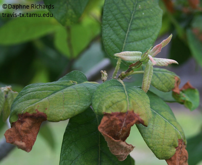 frost damage oak tree photo by Daphne Richards frost damage oak tree photo by Daphne Richar