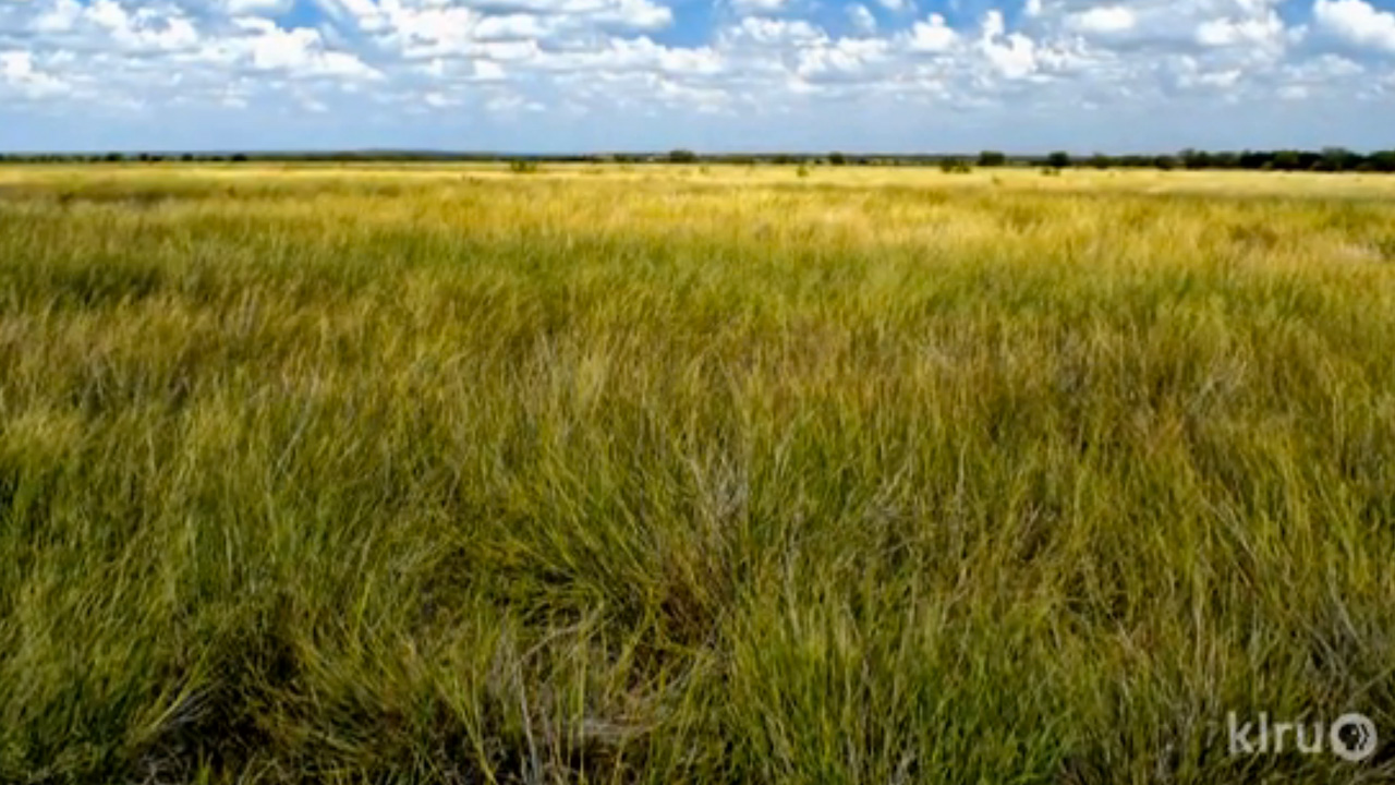 native | Central Texas Gardener