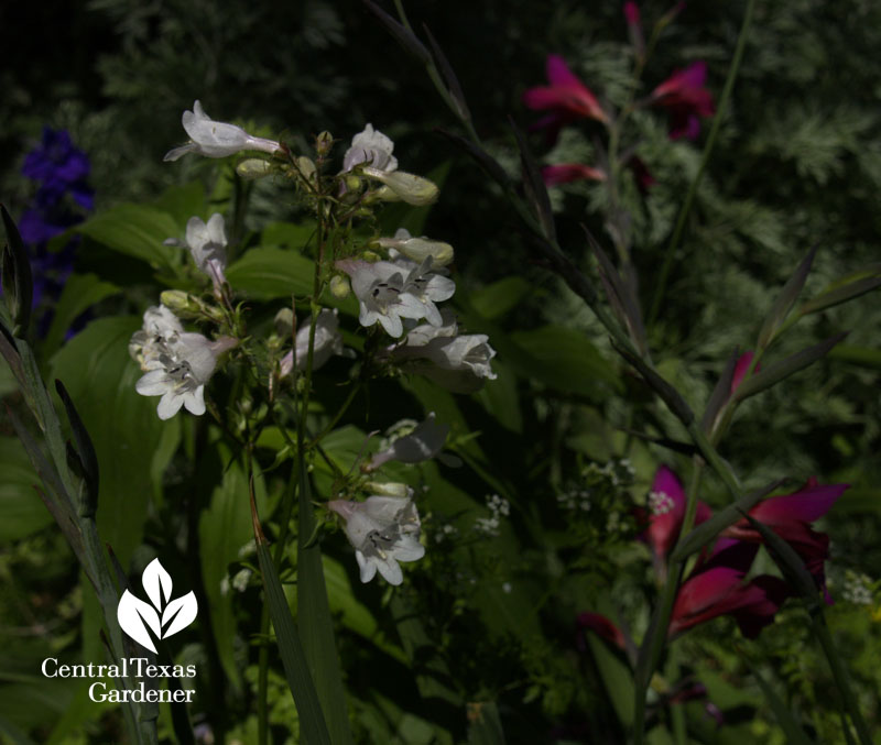 Penstemon cobaea with Byzantine gladiolus Penstemon cobaea with Byzantine gladiolus