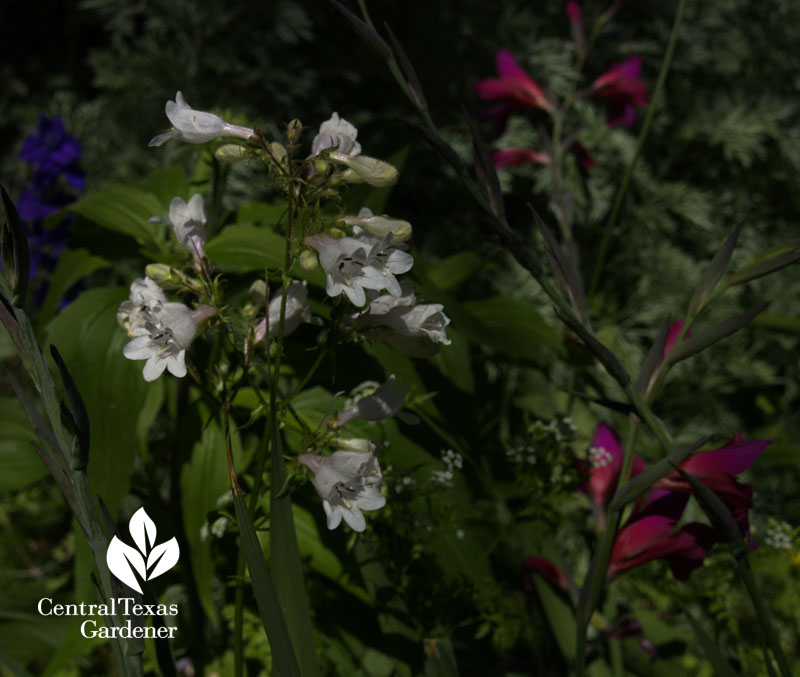 Penstemon cobaea with Byzantine gladiolus 