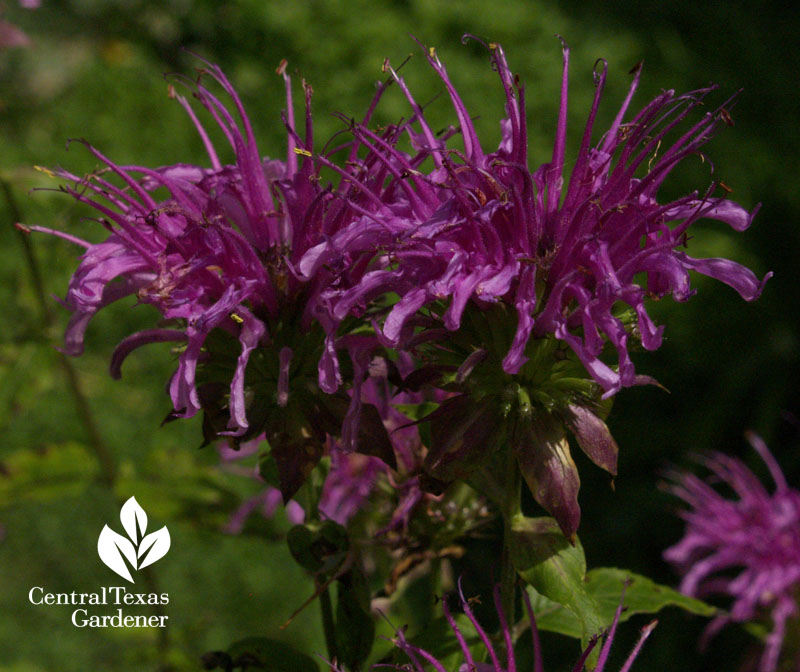 peter's purple monarda 