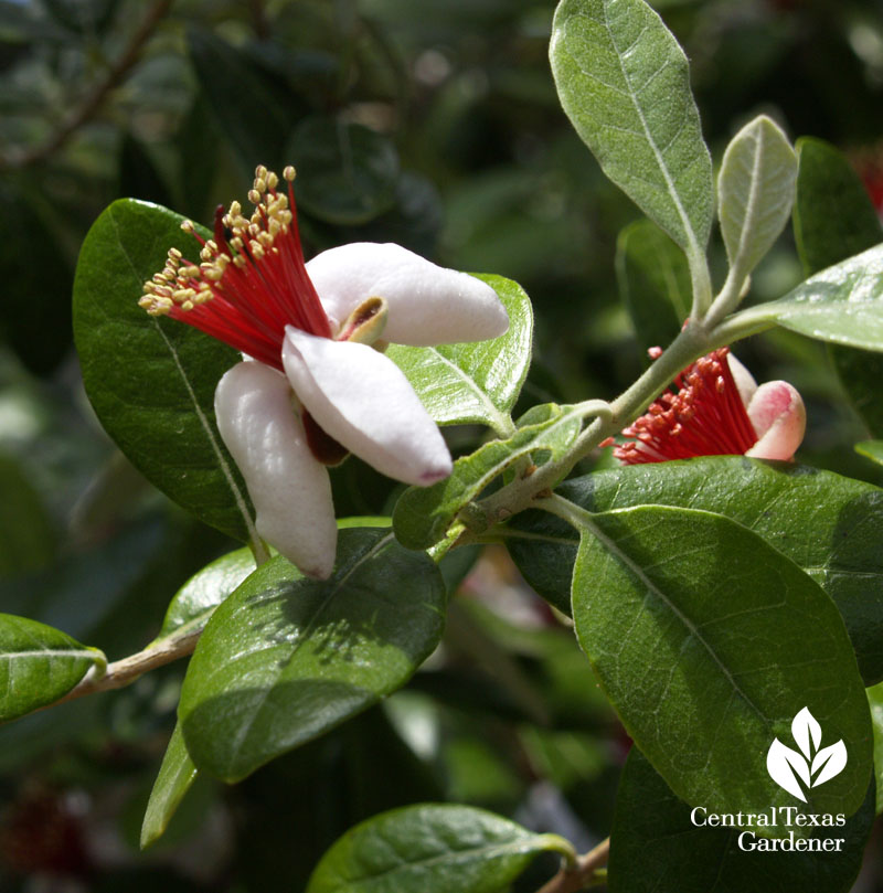 pineapple guava flowers pineapple guava flowers Feijoa sellowiana