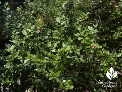 pineapple guava as a screen plant