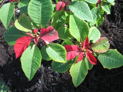 Christmas Poinsettia