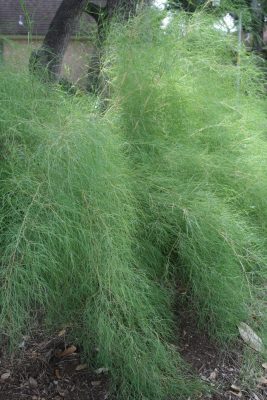 Bamboo Muhly