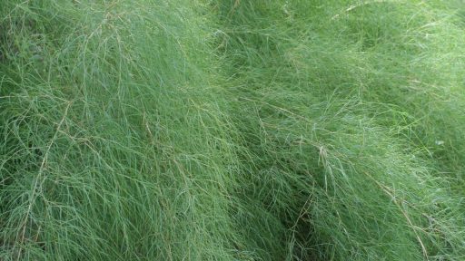 bamboo muhly