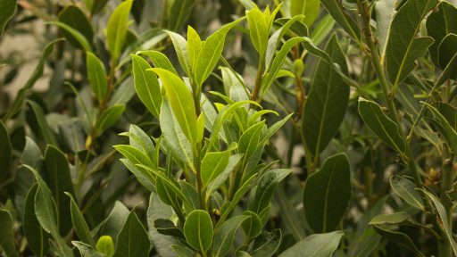 bay laurel