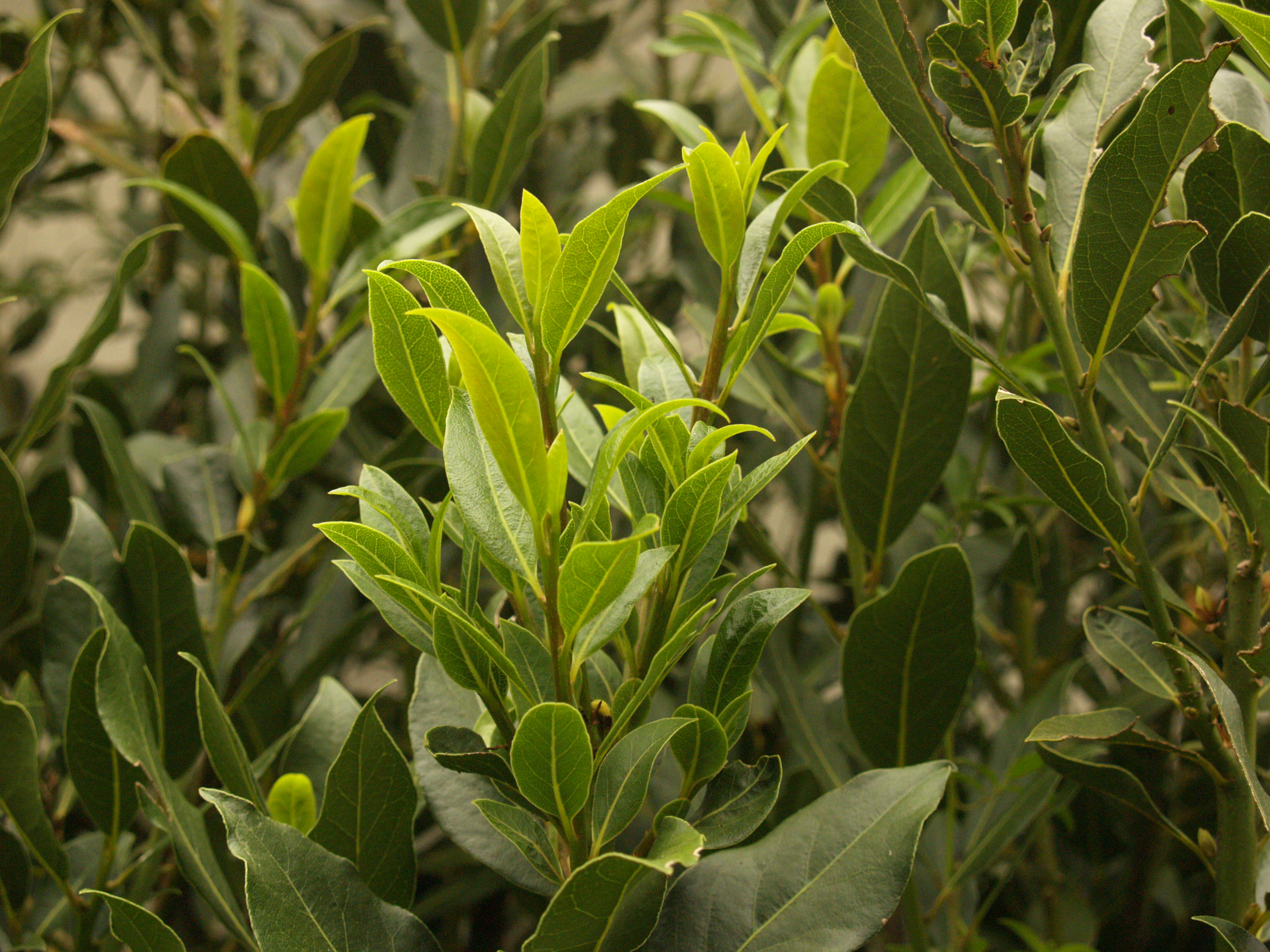 Bay Laurel  Central Texas Gardener