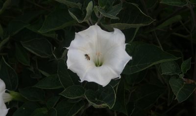 datura