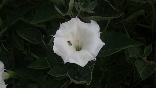 datura